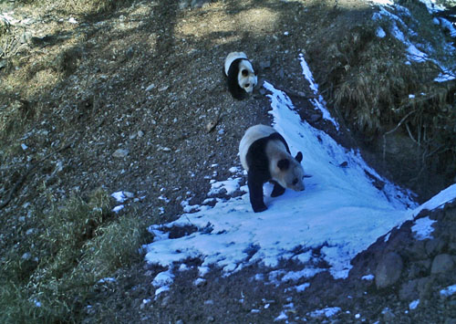 Giant Panda (Ailuropoda melanoleuca) captured in Wang Lang NR, Sichuan. WWF / Peking University: © WWF China/Wang Lang NR/Peking University / WWF-Canon